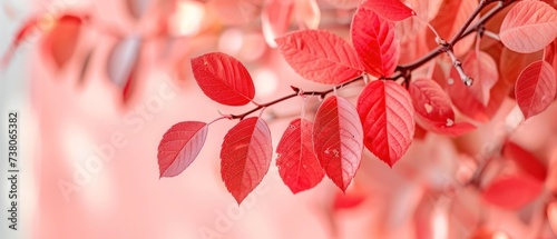a branch with red leaves hanging from it's branches with water droplets on the leaves and a pink wall in the background. © Jevjenijs