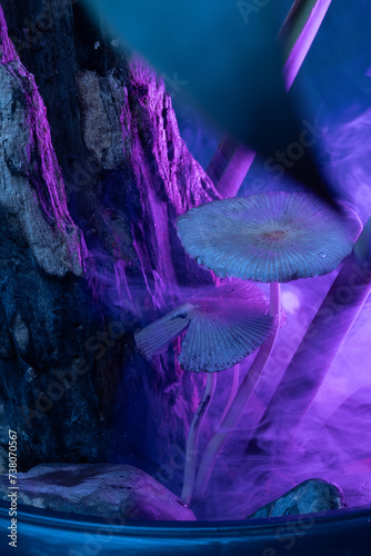 Os cogumelos na neva da floresta