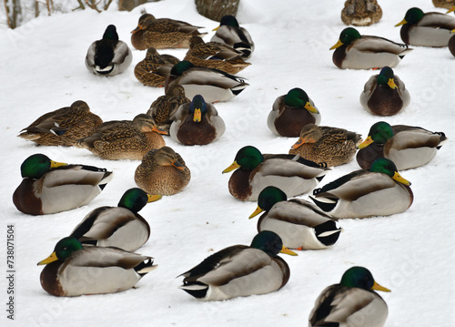 Male and female mallards on the snow in winter