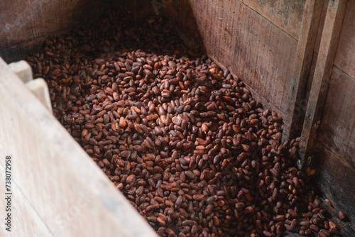Cocoa almonds. Artisanal chocolate production. Seed fermentation phase. Where the color and flavor change. Amazonian cocoa production. Photo taken on Combu Island, Belém do Pará, Brazil. Cocoa nibs. photo