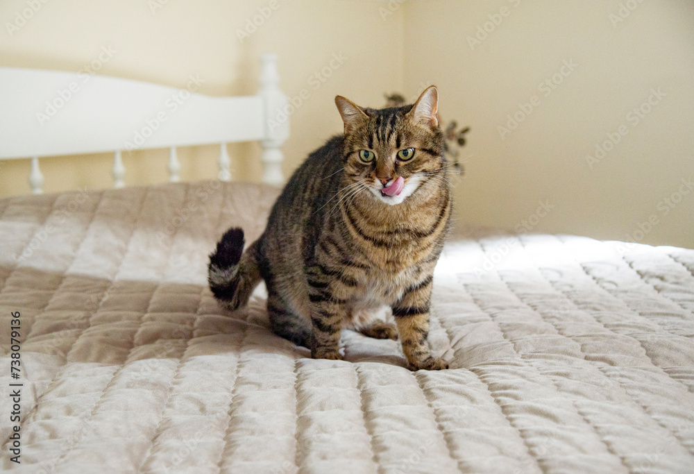 licking cat with tongue sitting on bed 