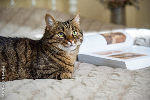 cat sitting on the bed with book