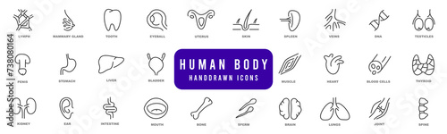 Hand drawn icons of anatomy, human body organs as heart, brain, lung, kidney etc line icon set. Editable stroke