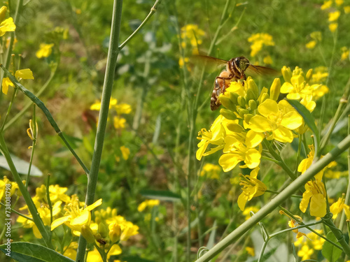 Honey Bee collect nectar or pollen from the flower of brassica campestris or field mustard