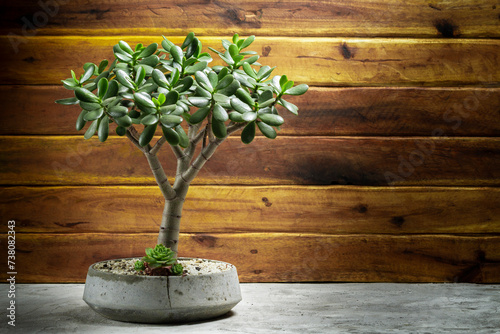Jade Tree, Concrete Potted Succulent Plant, Space for Text