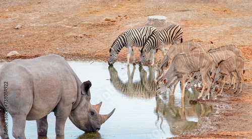Fototapeta Naklejka Na Ścianę i Meble -  Rhino drinking water from a small lake - Zebras and Kudu  drinking water from a small lake  - Etosha National Park, Namibia