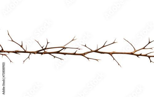 A Branch of a Bare Tree. An image of a single branch devoid of leaves on a tree. Isolated on a Transparent Background PNG.