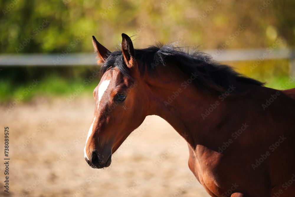 Obraz premium Horse foal on the riding arena, head portraits from the side.
