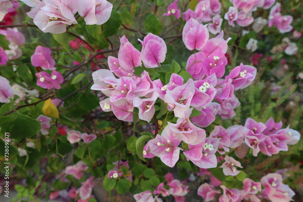 pink flowers in the garden pink flowers in the garden