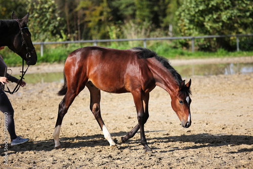 Horse foal on the riding arena, portraits from the side. © RD-Fotografie