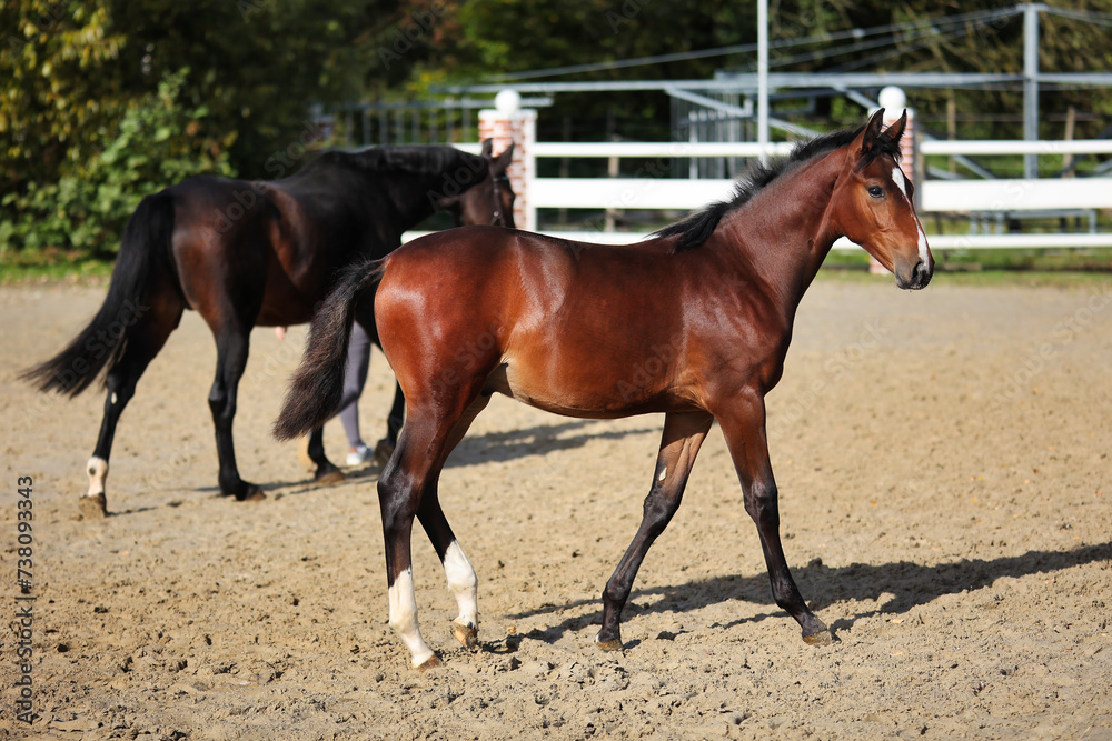 Horse foal on the riding arena, portraits from the side. Horse foal on the riding arena, portraits from the side.