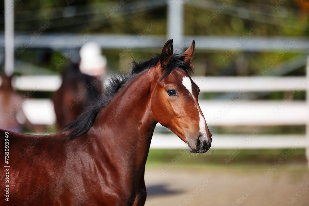 Naklejka premium Horse foal on the riding arena, portraits from the side.