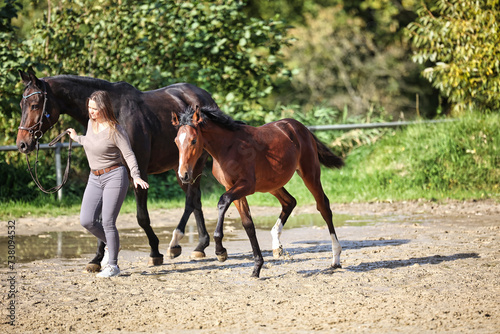 Horse foal with mare and owner woman on the riding arena. © RD-Fotografie