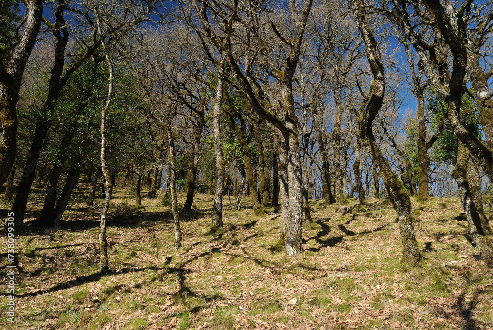La foresta di Monte Rasu La foresta di Monte Rasu