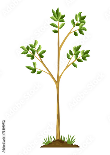 Stage of tree growth. Small tree growth with green leaf and branches. Illustration of business cycle development
