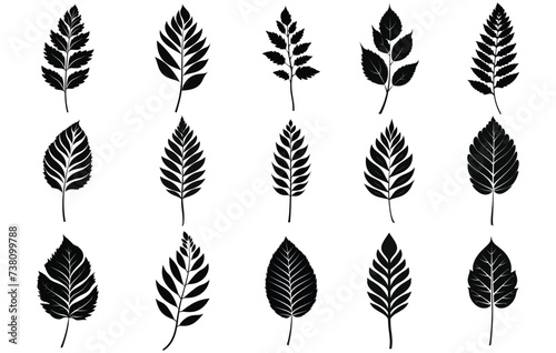 Birch leaf silhouettes, Birch tree branch with leaves.