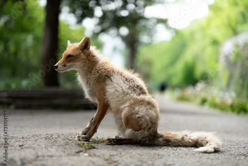 子どものキタキツネ　毛が生え変り中 photo