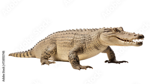 Full body real crocodile side view isolated on transparent or white background