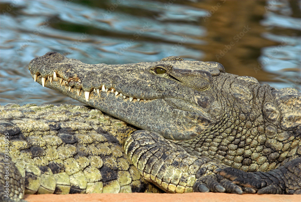 Crocodile du nil; Crocodylus niloticus, Afrique Crocodile du nil; Crocodylus niloticus, Afrique
