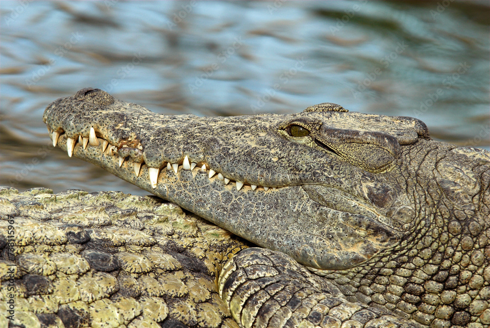 Crocodile du nil; Crocodylus niloticus, Afrique Crocodile du nil; Crocodylus niloticus, Afrique