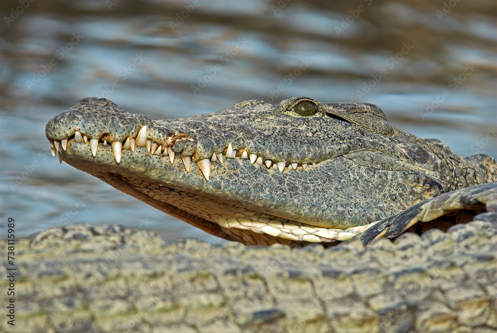 Fototapeta premium Crocodile du nil; Crocodylus niloticus, Afrique