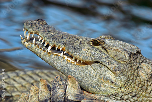 Crocodile du nil; Crocodylus niloticus, Afrique