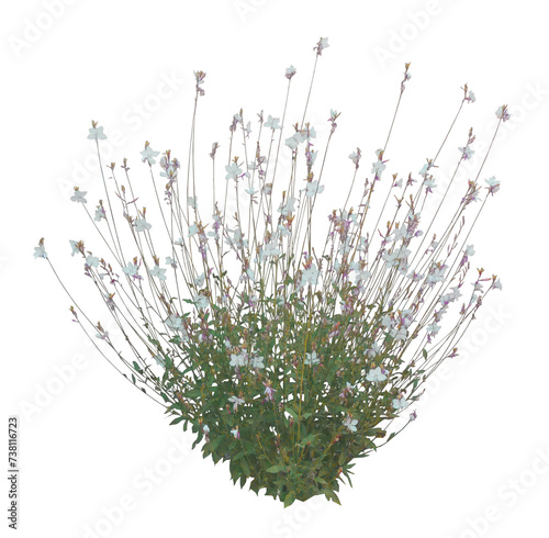 Gaura blanc  (Gaura lindheimeri) PNG 