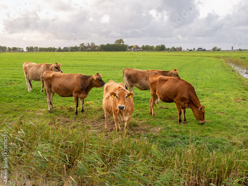 Jersey diary cows on green pasture in polder near Raard, Friesland, Netherlands