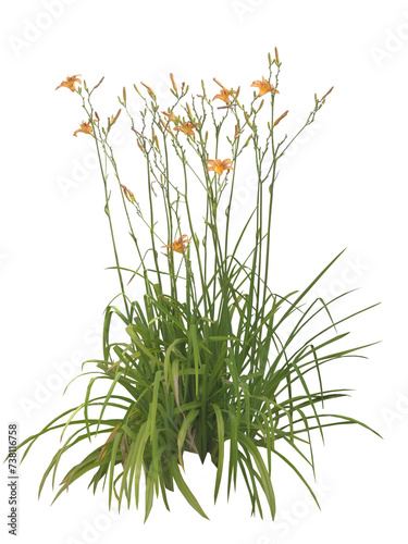 Lys d'un jour (Hemerocallis fulva) PNG 