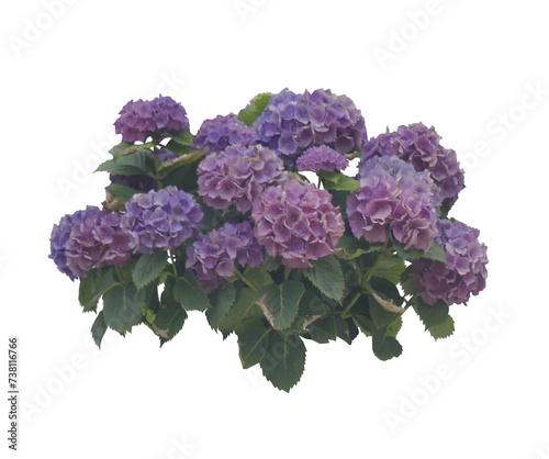 Hortensia violet (Hydrangea) PNG 