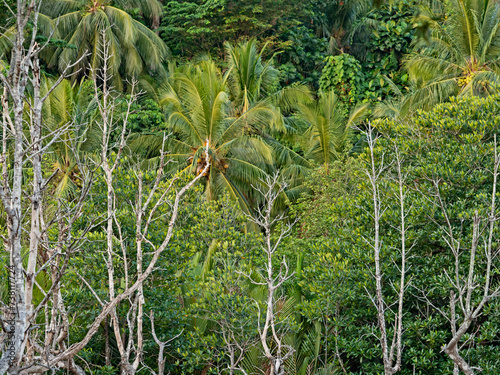 Tropical forest in the evening light