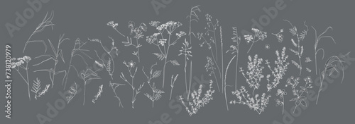 Field flowers and grasses, line drawing. Vector illustration	