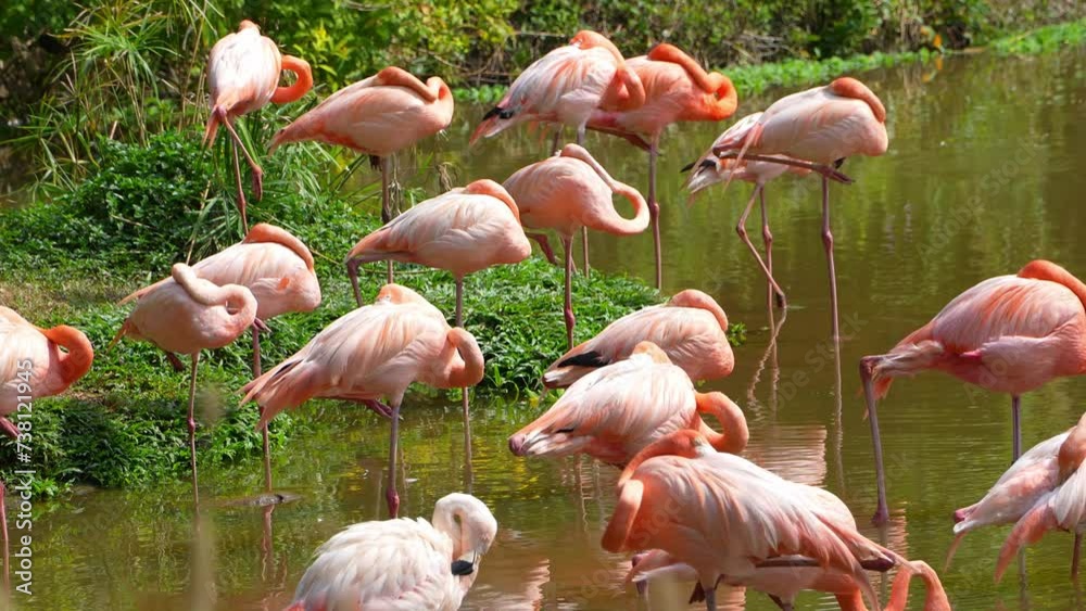 Graceful Elegant Flamingos Wading in the Lily Pond. Graceful Elegant Flamingos Wading in the Lily Pond.