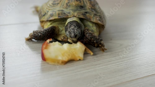 Turtle bites an apple close-up. Front view