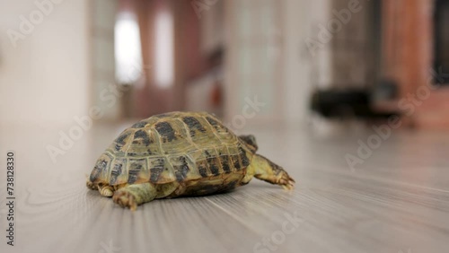 The land tortoise turns around and crawls away. Keeping a reptile at home
