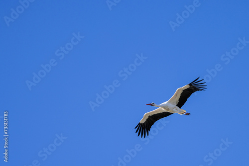 Captura la elegancia de una cigüeña mientras planea con gracia por el cielo, con sus alas extendidas contra el telón de fondo de las nubes, simbolizando libertad y gracia.