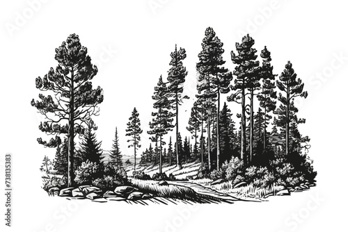 Hand drawn landscape. Forest background. Tree vector illustration.
