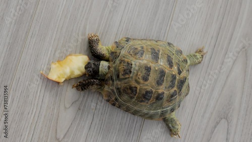A land turtle eats an apple on the floor. View from the top