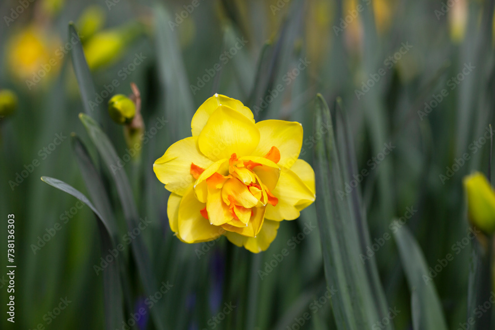 Yellow double narcissus Tahiti blooms in the garden Yellow double narcissus Tahiti blooms in the garden