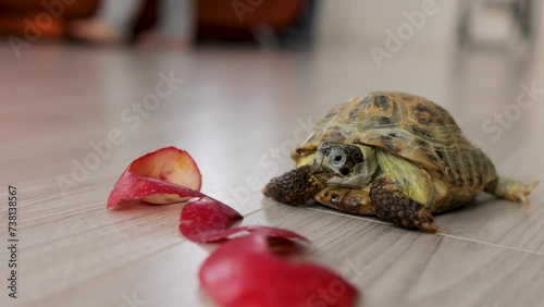A land turtle on the floor in the room. There is an apple skin on the floor. close-up. Front view