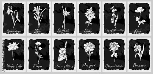 Fototapeta Naklejka Na Ścianę i Meble -  Botanical set of birth month flowers. Wild and garden floral plants. Gorgeous snowdrop, daffodil, iris, poppy, marigold, lily, rose flowers white vector silhouettes isolated on black background. 