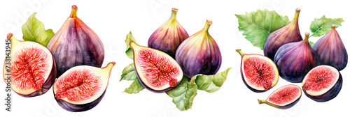 Set of watercolor fig, isolated on transparent background photo