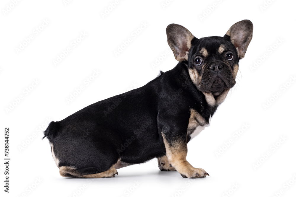 Fototapeta premium Cute black with brown french Bulldog dog puppy, sitting side ways. Looking towards camera. Isolated on a white background.