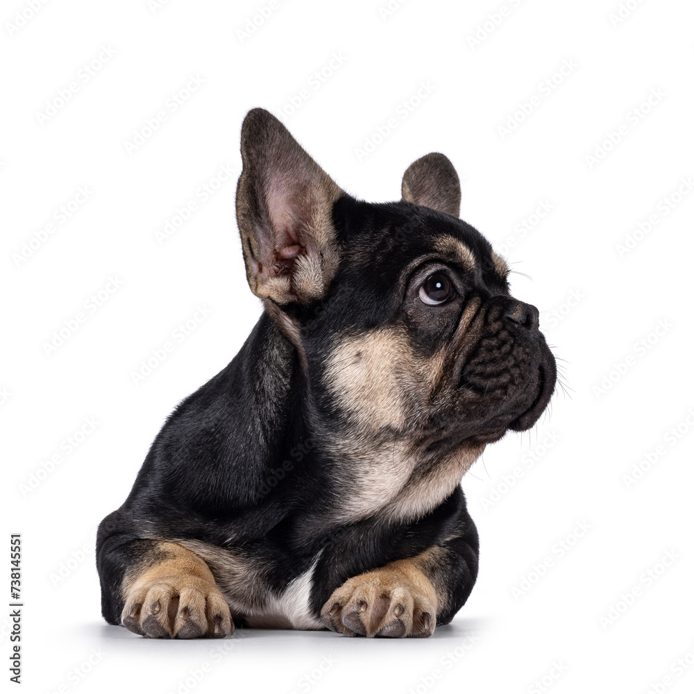 Cute black with brown french Bulldog dog puppy, laying down facing front. Looking side ways away from camera showing profile with healthy nose. Isolated on a white background.