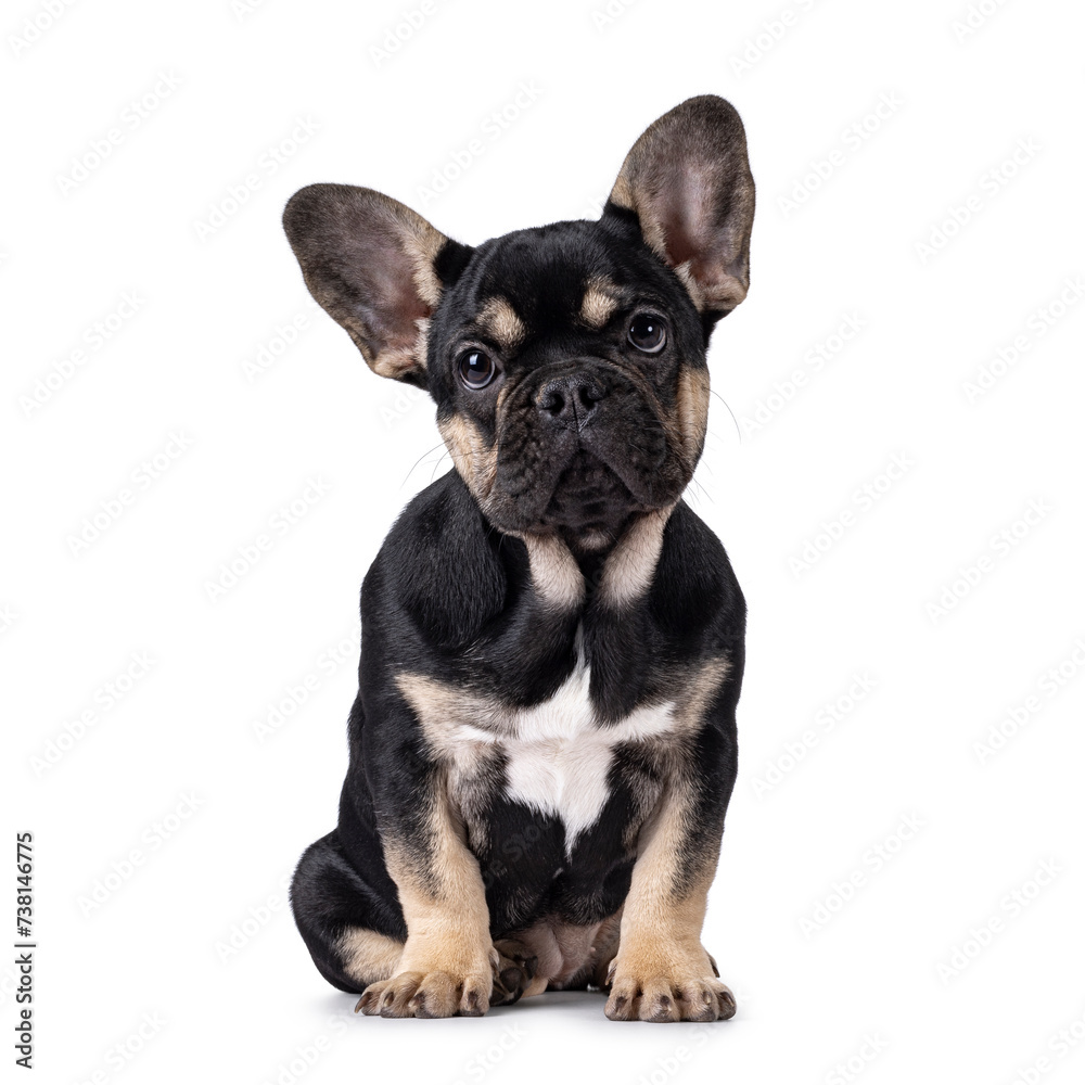 Cute black with brown french Bulldog dog puppy, sitting facing front. Looking towards camera. Isolated on a white background.