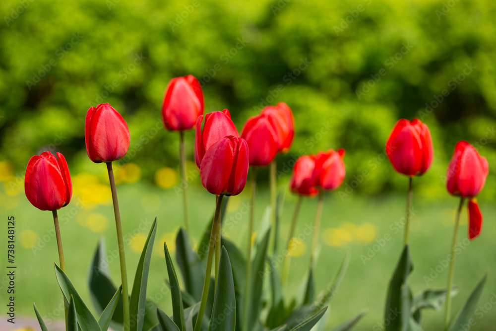 Red tulips background. Flower bud in spring in the sunlight. Flowerbed with flowers. Tulip close-up. Red flower Red tulips background. Flower bud in spring in the sunlight. Flowerbed with flowers. Tulip close-up. Red flower