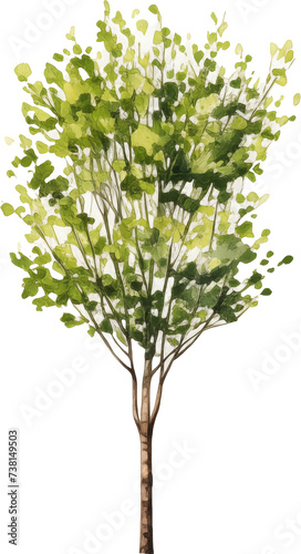 Tree watercolor painting isolated on transparent background.