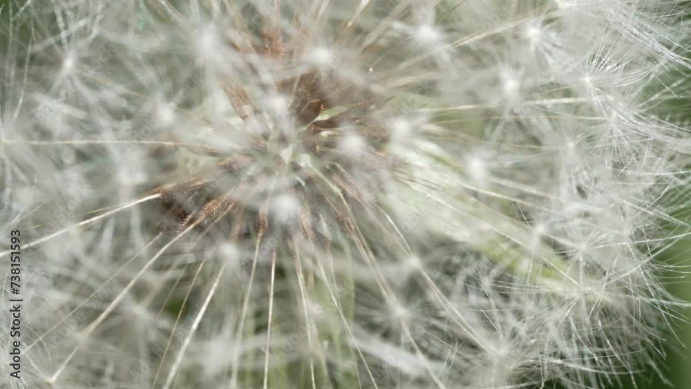 Macro Shot of Dandelion in slow motion Macro Shot of Dandelion in slow motion