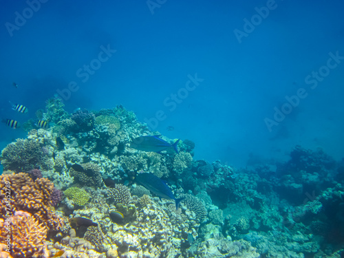 Fototapeta Naklejka Na Ścianę i Meble -  Marine inhabitants of a coral reef in the Red Sea