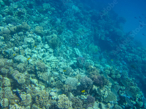 Marine inhabitants of a coral reef in the Red Sea